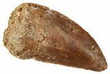 Serrated, Raptor Tooth - Real Dinosaur Tooth #275130-1
